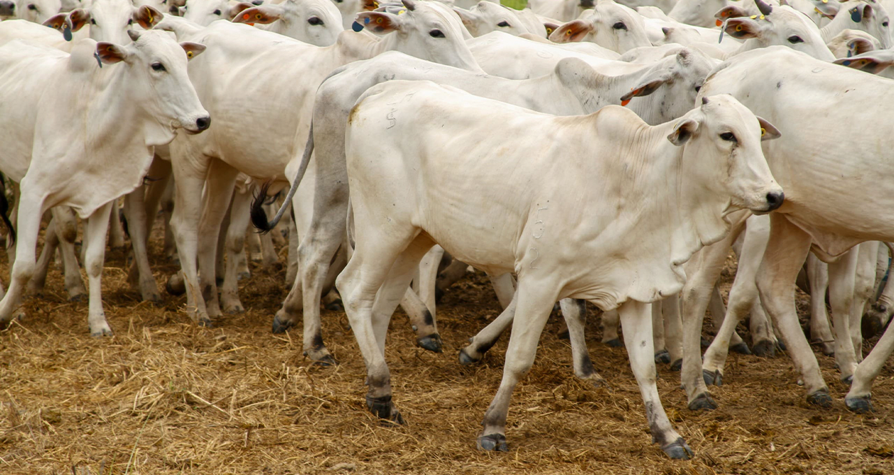 Pecuária em Alerta Tarifa sobre Carne Brasileira Causa Queda Interna e Valoriza Boi em Países Concorrentes