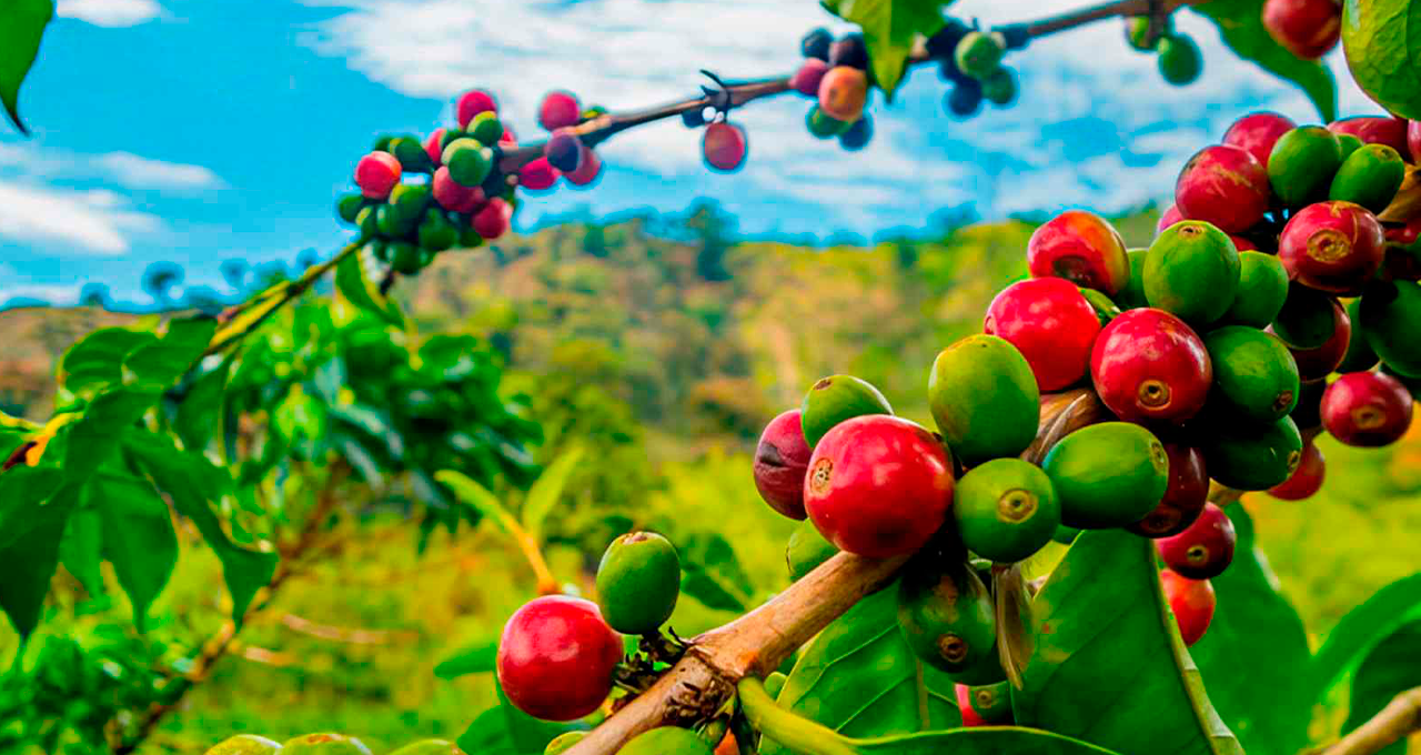 Preço do Café Deve Subir para o Consumidor a Partir da Próxima Semana
