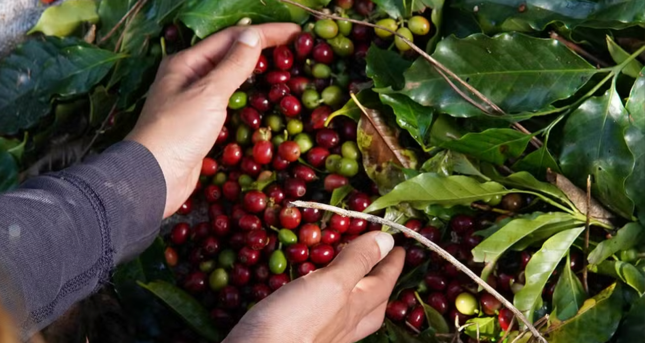 Poder de Compra do Produtor Piora com Queda de Commodities. Café é a Grande Exceção