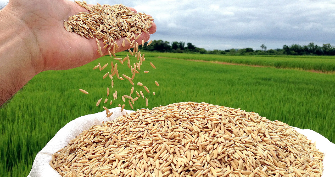 Arroz em Casca - Preços Esboçam Reação Tímida e Trazem Fôlego para a Liquidez do Produtor na Entressafra