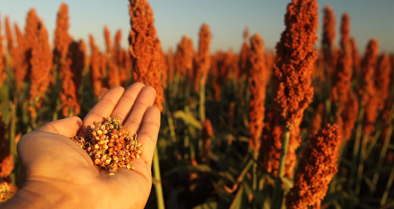 A Vez do Sorgo Usinas de Etanol de Milho Impulsionam Cultura e Criam Nova Cash Crop no Centro Oeste