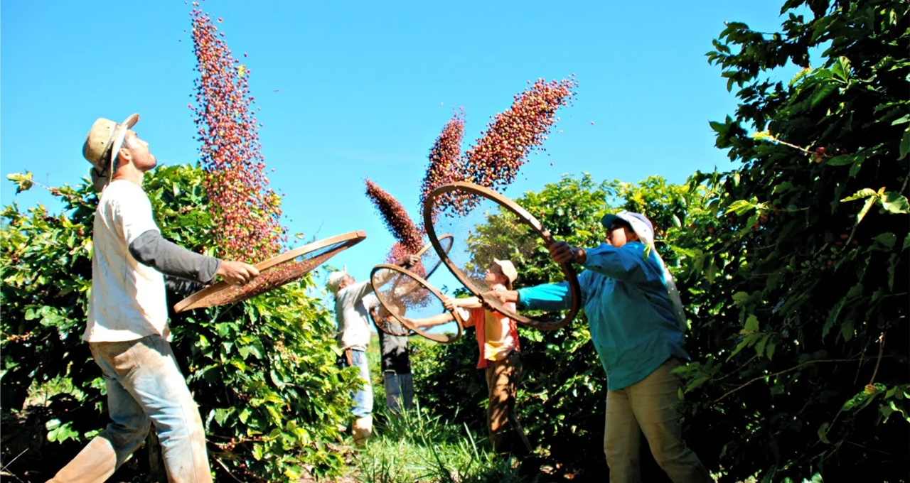 Tombo em Nova York Clima Perfeito para a Safra Vira Risco de Margem para o Produtor de Café