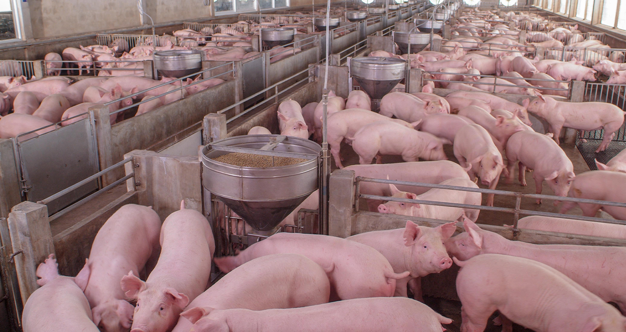 FIDC Agro de R$ 150 milhões financia produtores de suínos no Paraná
