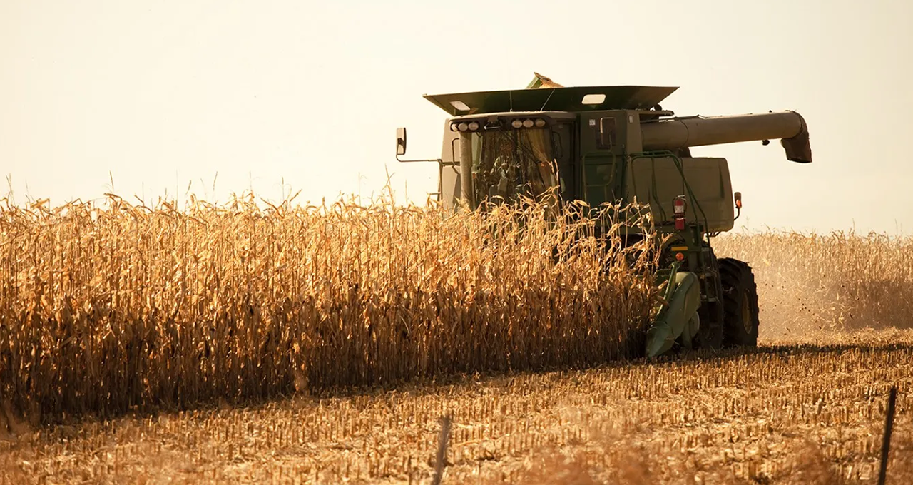 Safrinha de milho cai 31% em Goiás e acende alerta para crédito agro